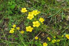 Ranunculus brotherusii